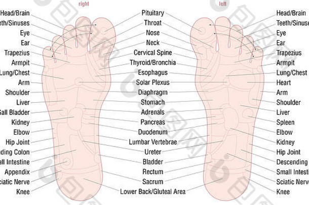 <strong>足底</strong>反射区按摩图，包括相应内脏和身体部位的区域和名称-皮肤颜色。