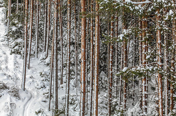 冬天覆盖着雪的薄针叶树干。