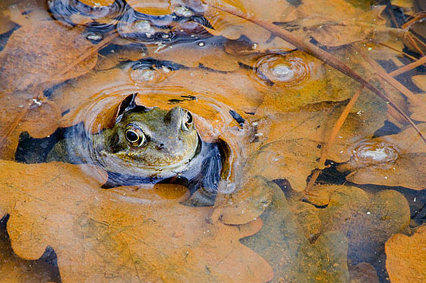 池塘里的普通青蛙。