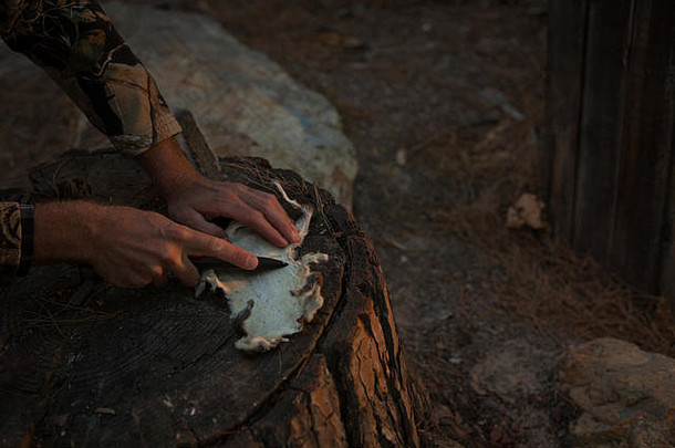 男子在树桩上用刀割动物毛皮