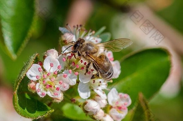 在春天的早晨，蜜蜂在盛开的阿龙尼亚花上的特写镜头。