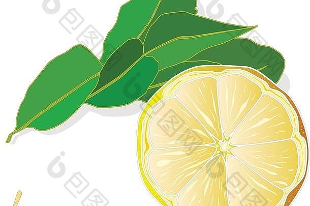 收集柠檬水果插图，白色隔离