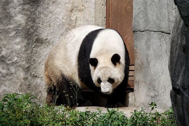熊猫圣所