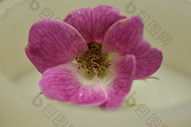 一张微型粉红玫瑰的特写照片。