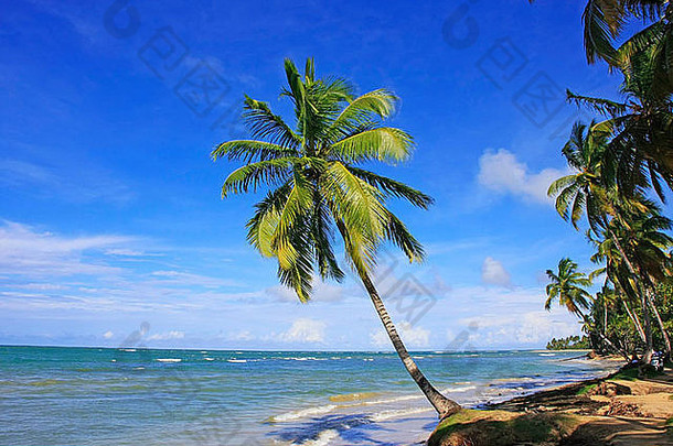 多米尼加共和国萨马纳半岛Las Terrenas海滩的倾斜棕榈树