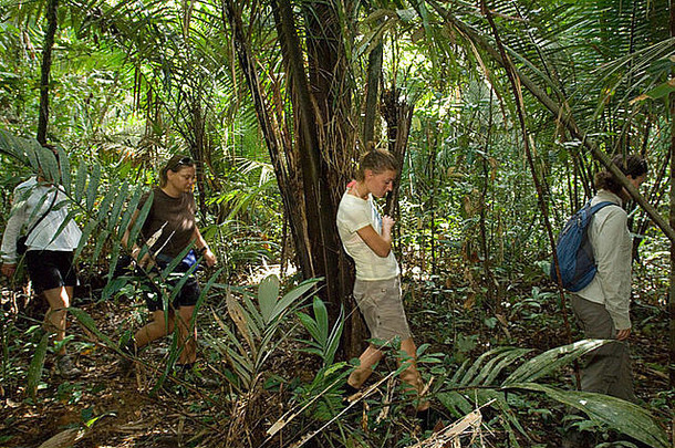 一群徒步穿越巴西原始雨林的游客。