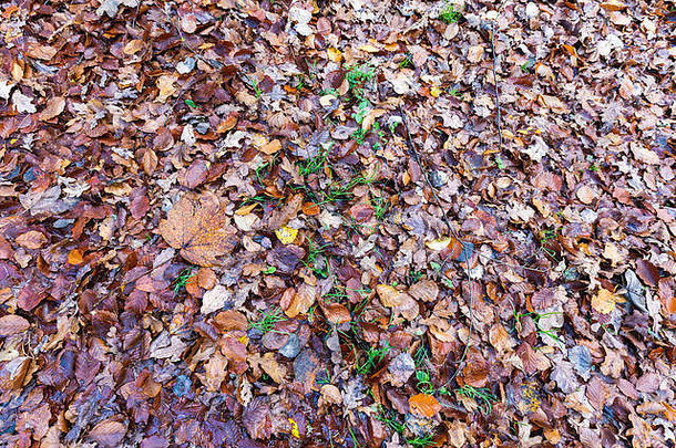 地上有褐色的秋叶