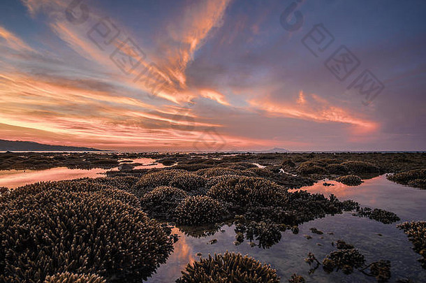 惊人的视图珊瑚礁前景背景色彩斑斓的日出低潮海滩普吉岛泰国