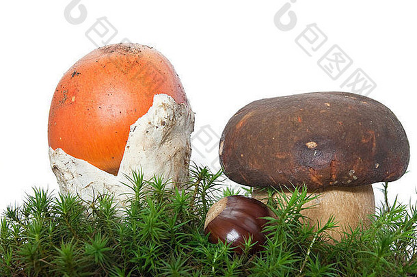 两种蘑菇，鹅膏菌和美味牛肝菌，带栗子和麝香，白色背景分离