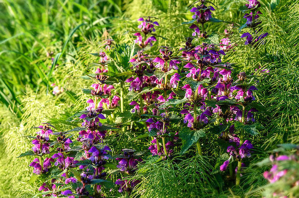 美丽的花朵背景，草地上的紫色野花野大麦特写