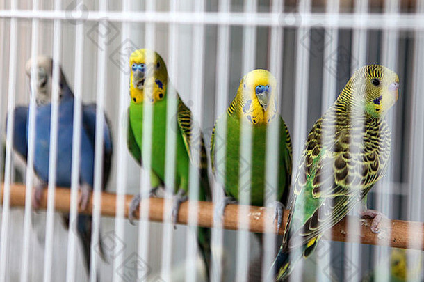 卡塔尔首都多哈Souq Waqif的<strong>宠物市场</strong>上，鹦鹉被关在笼子里