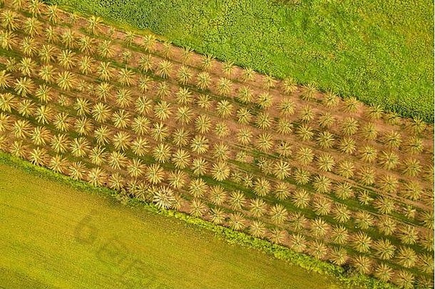 以色列集体农场枣椰树和田地的俯视图