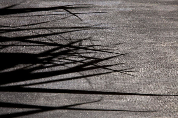 光影子棕榈叶子灰色的帆布背景白色黑色的概念