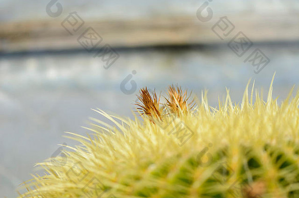 干花仙人掌棘球绦虫格鲁索尼模糊的背景