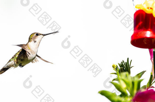 雌蜂鸟用嘴轻轻张开，靠近蜂鸟喂食器，摩擦正在飞行的有喉蜂鸟。