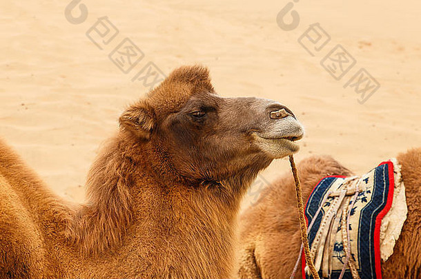 骆驼8badainjaran-china
