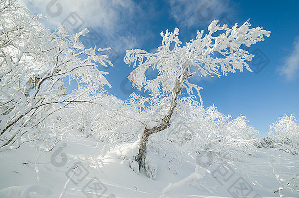 雪中的树木，冬季景观-萨哈林岛，俄罗斯。