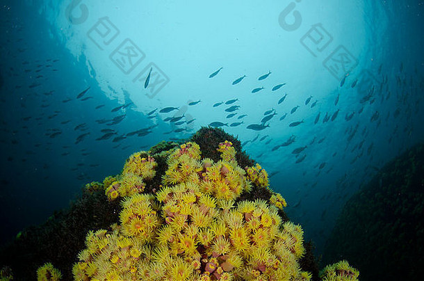 tubastrea塔古森斯太阳珊瑚Buzios岛ilhabela北海岸为什么paulo状态巴西珊瑚外星人物种