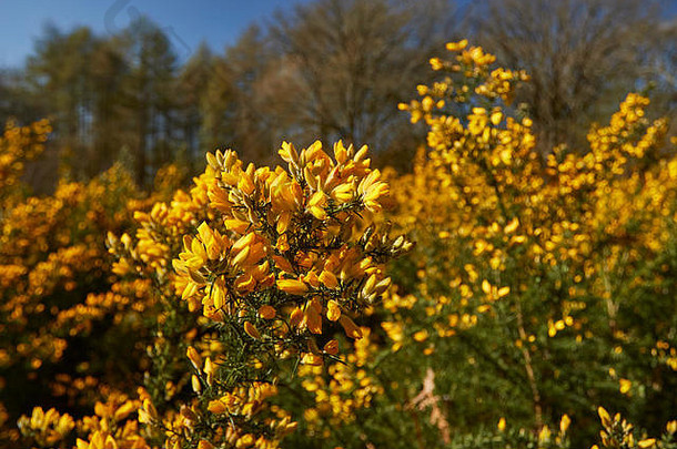 英国萨里，英国，英国，欧洲，英国风景和春天阳光中的黄色金雀花