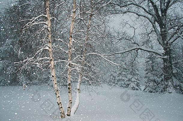 白色桦木树桦木属纸莎草属暴风雪中西部美国