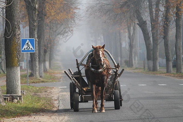 雾蒙蒙的秋日早晨，街上马车里的一匹漂亮的棕色马