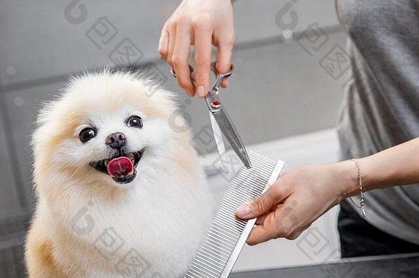 专业美容师用剪刀和剪刀剪头发微笑小狗波美拉尼亚·斯皮茨