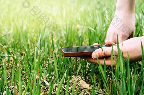 年轻的农学家农业女人生物学家检查小麦植物收获温暖的春天一天美丽的耀斑背景检查土壤质量