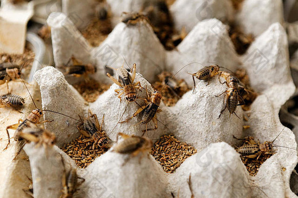 许多昆虫以蟋蟀和蛋白质为食物