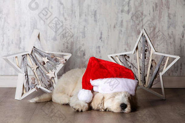 白色小狗圣诞老人老人帽木星星装饰