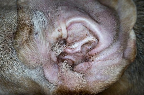 一只狗耳朵的特写镜头，耳甲上有绞肉