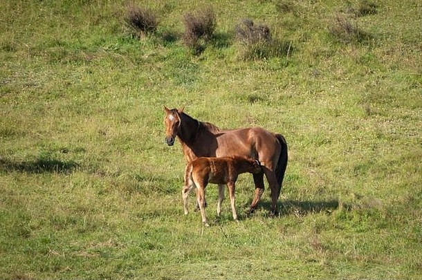 一匹Kaimanawa<strong>野马</strong>正在绿色的草原上喂她的小马驹