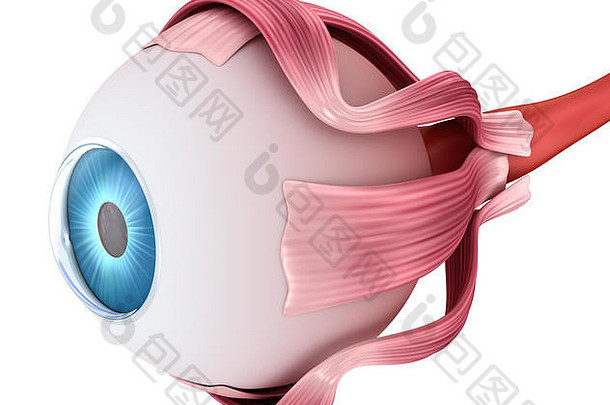 眼睛解剖学结构医学上准确的插图