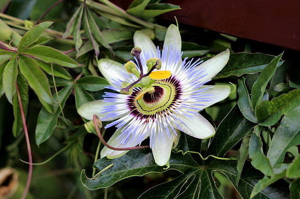 西番莲、西番莲、马拉瓜、帕夏、格林纳迪亚或西番莲开放式盛开的美丽异乎寻常的花朵