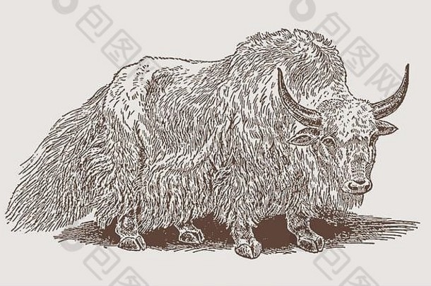 笨重的毛发粗浓杂乱的野生牦牛老板穆图斯插图雕刻世纪