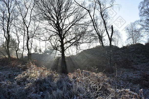 英国追逐森林早....冬天太阳