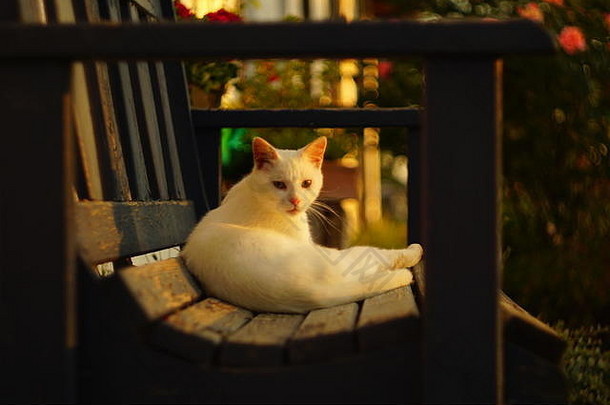 白色破旧的流浪猫木板凳上姥午餐太阳