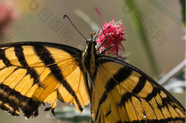 一只燕尾蝶的特写镜头，它的舌头延伸成一朵粉红色的花。