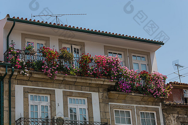 葡萄牙维休鲁阿格朗瓦斯科窗框中的天竺葵（天竺葵属）
