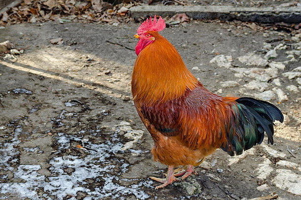 保加利亚扎维特农场院子里美丽的火红公<strong>鸡</strong>