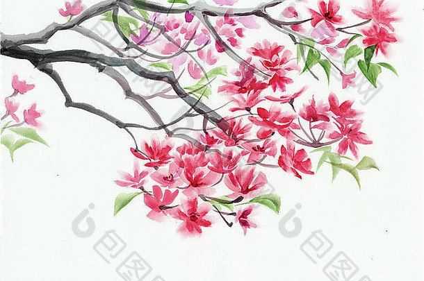 树开花粉红色的花水彩绘画亚洲风格