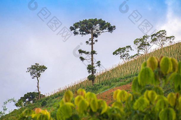 视图山景观araucaria树背景