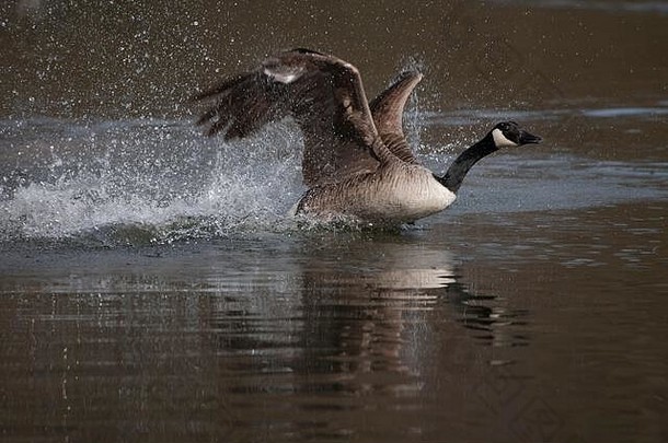 加拿大鹅布兰塔加拿大一只成年鸟从湖上起飞，萨福克，英国，3月