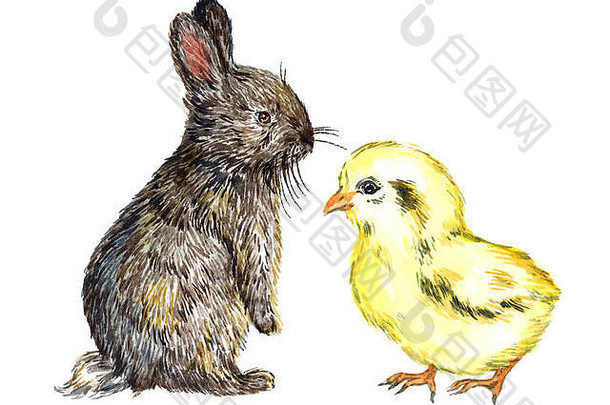 灰色毛茸茸的兔子（兔子）和黄色小鸡，孤立的手绘自然主义水彩插图