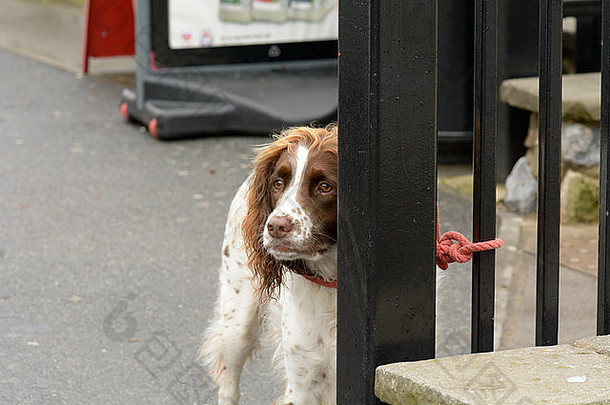 英格兰德文郡查德利，一只斯普林格猎犬被不负责任地拴在商店外的栏杆上，冒着被盗的危险
