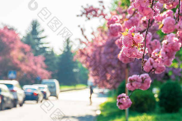 樱花古城的街道上鲜花盛开。春天美丽的城市景色。阳光明媚的好天气