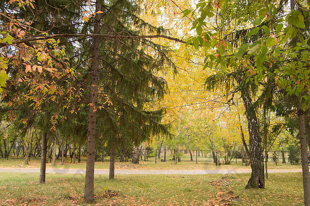 秋天公园里散步的小路。