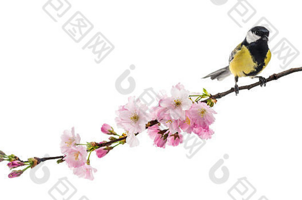 大山雀栖息在一根开花的树枝上，大山雀，被隔离在白色的树上