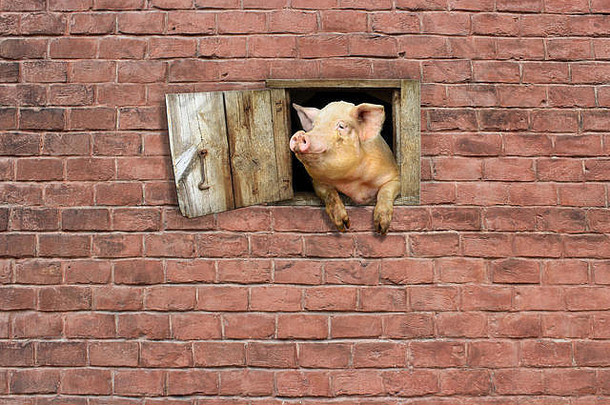 猪从红砖墙上的棚子窗户向外看