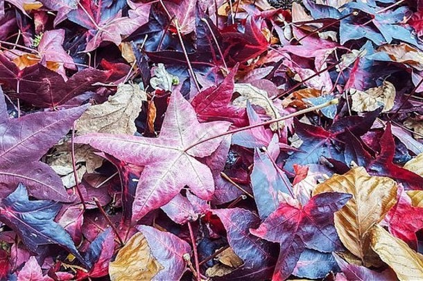 英国Autumn彩色枫香树叶的地毯