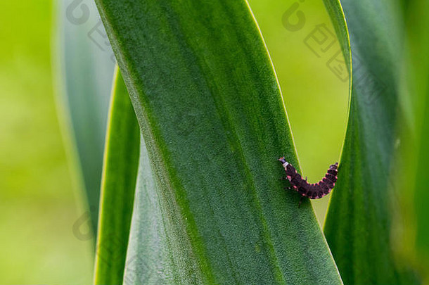 粉红色的黑色的发光蠕虫幼虫苦苦挣扎的叶植物马耳他农村马耳他